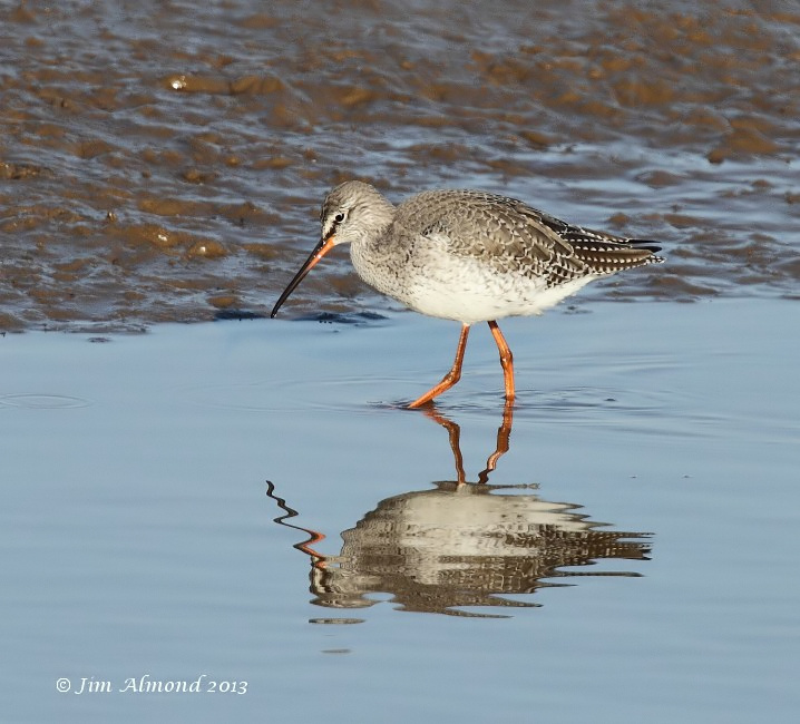 Spotted Redshank  reflection Titchwell 2 3 13  IMG_4692